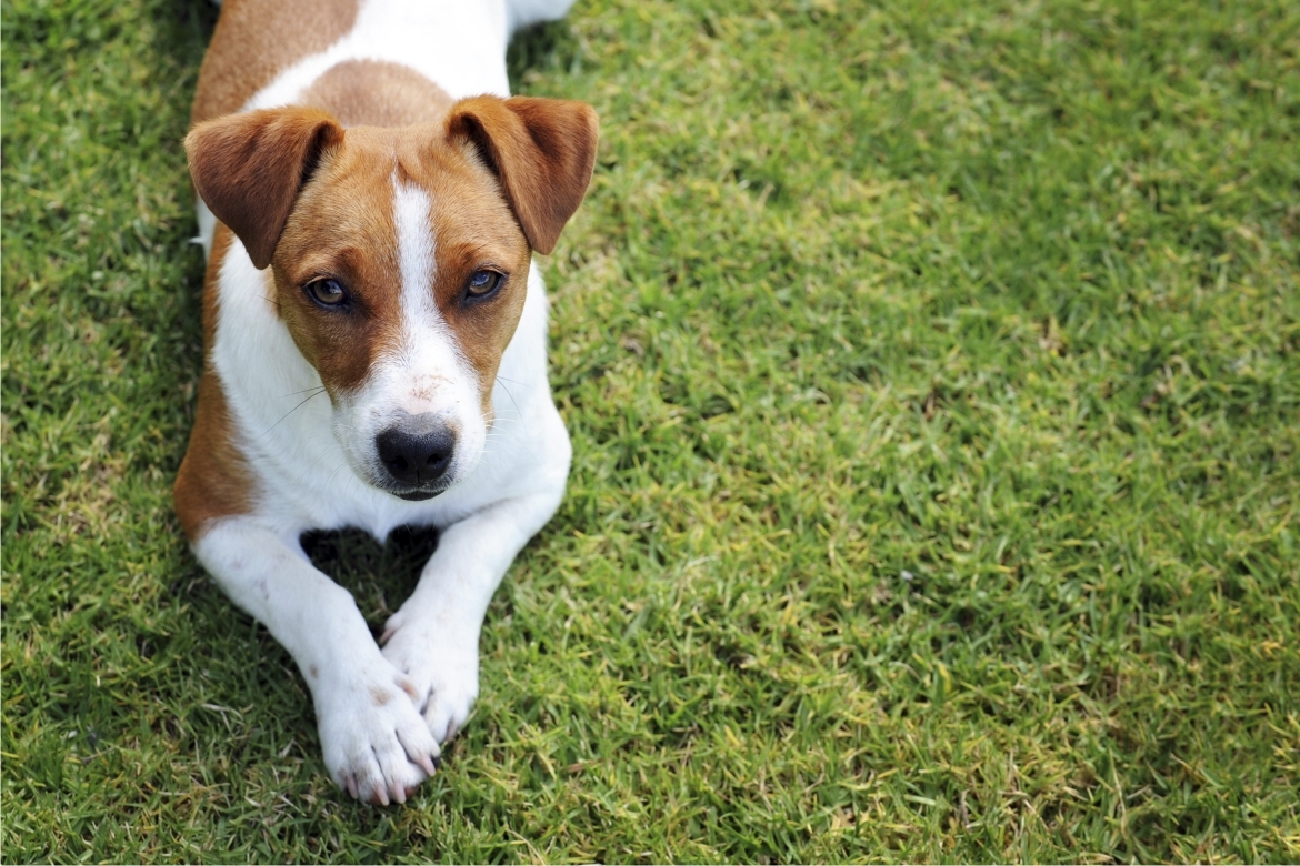 Przepisy sanitarno-weterynaryjne w zakresie wytwarzania karmy dla zwierząt domowych