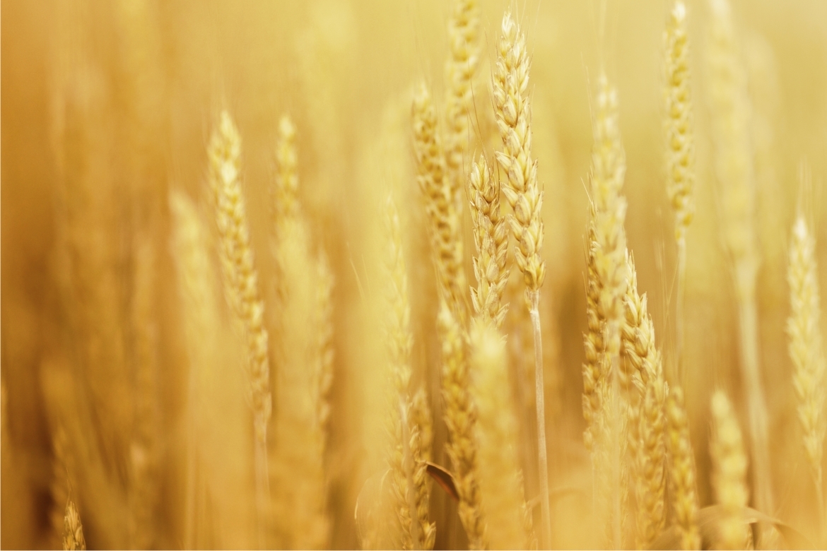 Rejestry podmiotów paszowych (Polskie i UE) jako praktyczne narzędzie weryfikacji dostawców surowców oraz eksport/import pasz